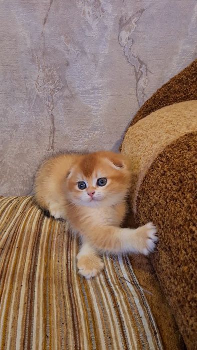 Идеальный ребёнок золотая шиншилла