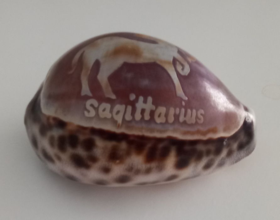 Búzio signo Sagitário