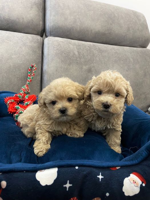 Suczka maltipoo f1 pudel red&maltańczyk pochodzenie fci