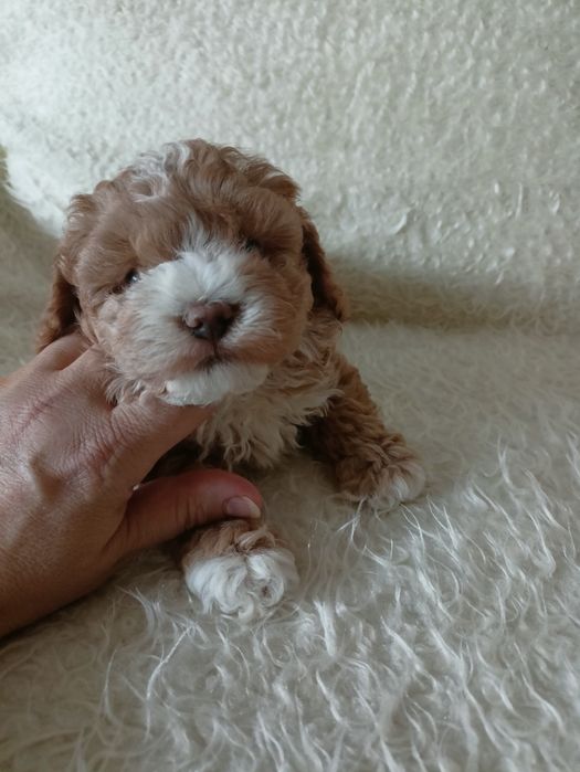 Maltipoo - maltańczyk & pudel toy