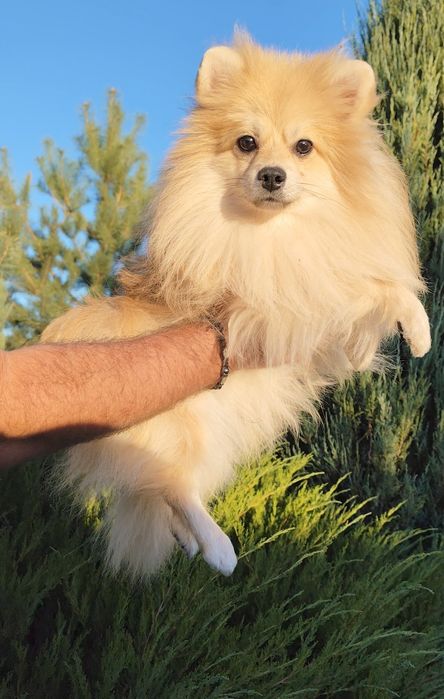 Гарний хлопчик шпіц