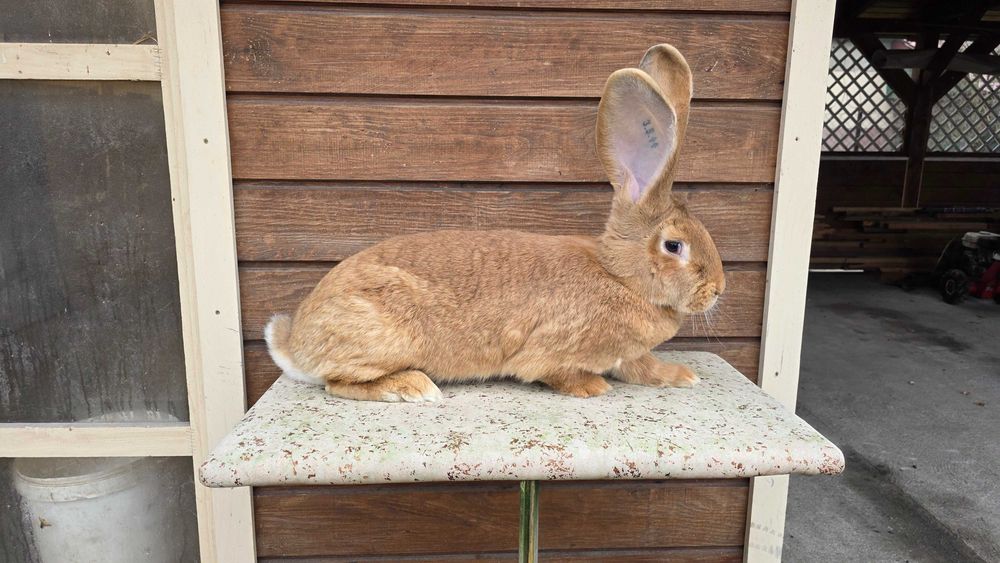 Olbrzym belgijski żółty samice