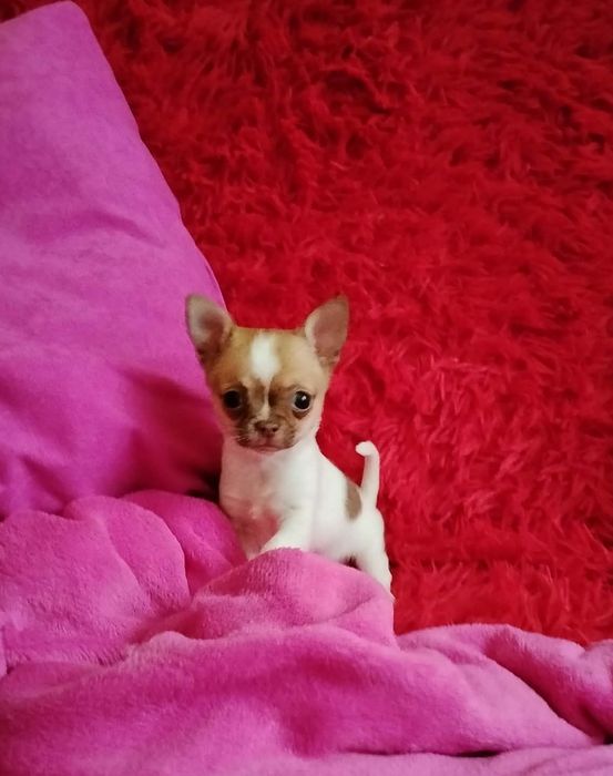 Chihuahua mini piesek