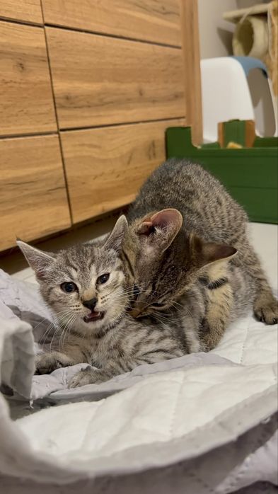 Kociaki do adopcji