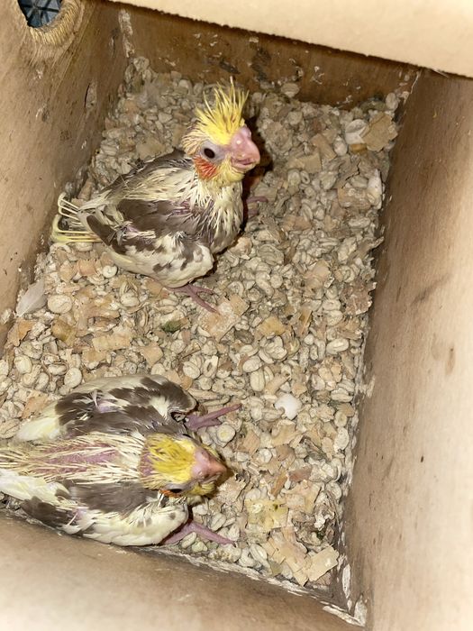 Aves para criar a mão (Rosicolis, caturras e kakatikis)
