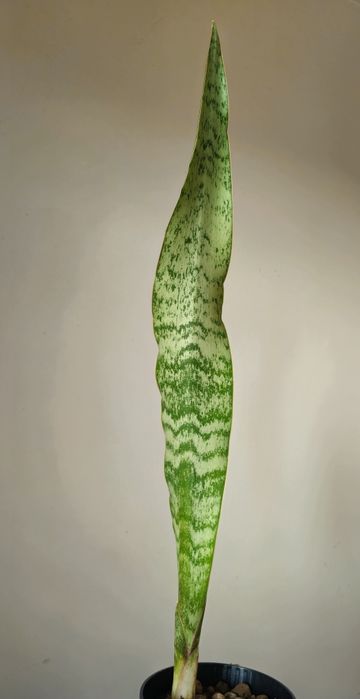 Sansevieria aubrytiana