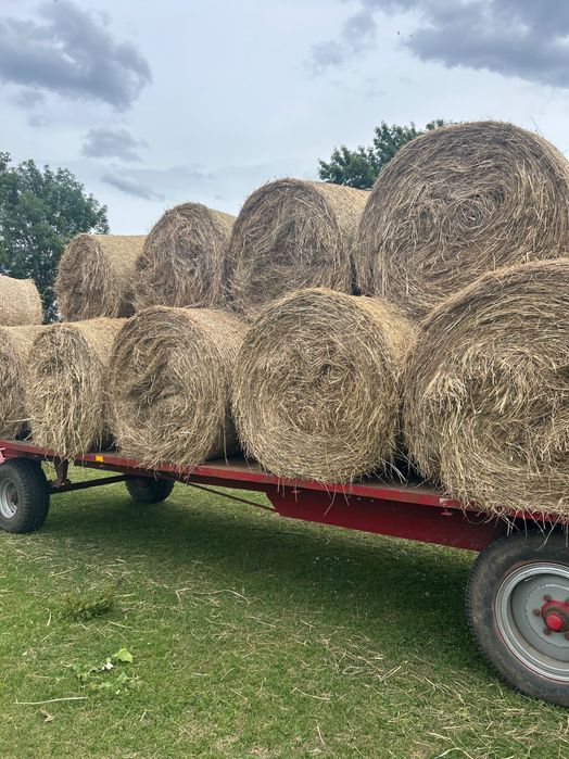 Sprzedam Siano belach