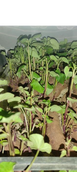 Продам розсаду батату