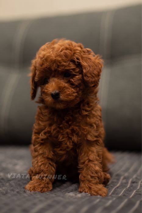 Той пудель з родоводом!