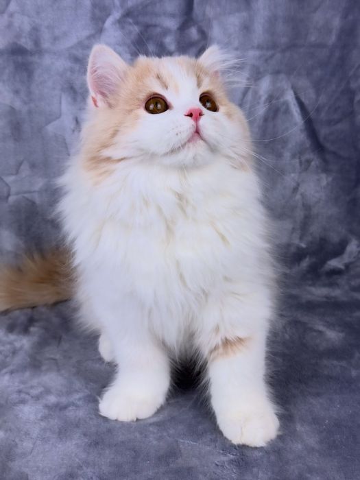 Шотландський страйт, гарний хлопчик.