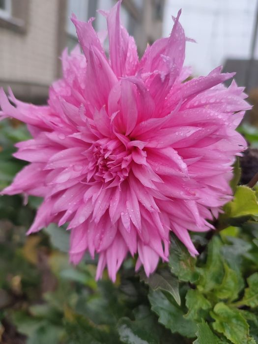 Жоржина Pinelands Princess, Blue Boy, Ambition