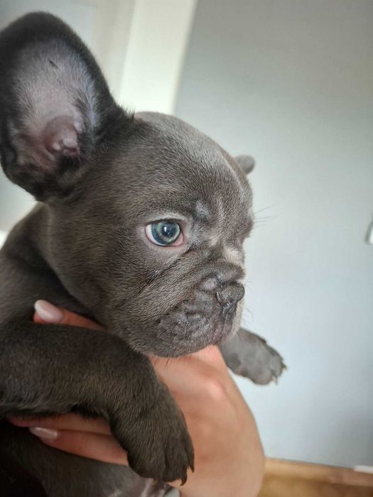 Buldog Francuski dziewczynka Blue