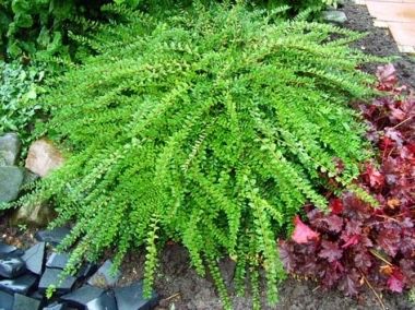 Кизильник, пухиреплідник піраканта