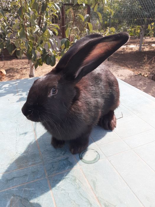 НСВ-строкачи. Александровка.200грн.