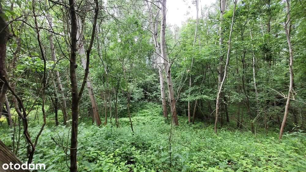 Dom wolnostojący na dużej działce 2015m² przy lesie |Suchedniów| Leśna