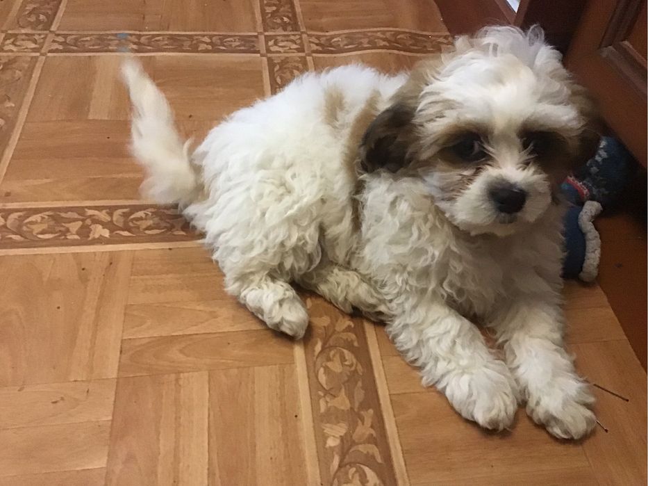 Акция)))Щенки ши-пу, 2 мальчика