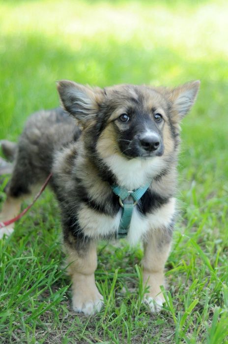 Чудесная небольшая собачка ищет дом