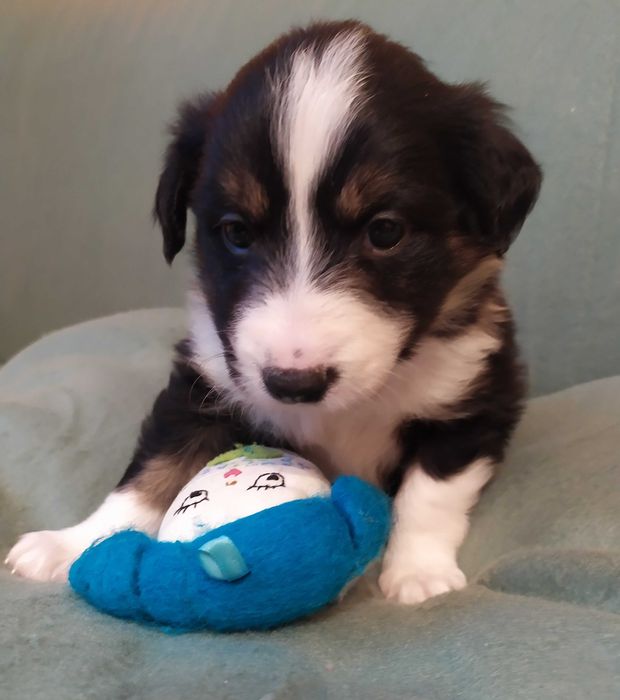 Border collie szczenię