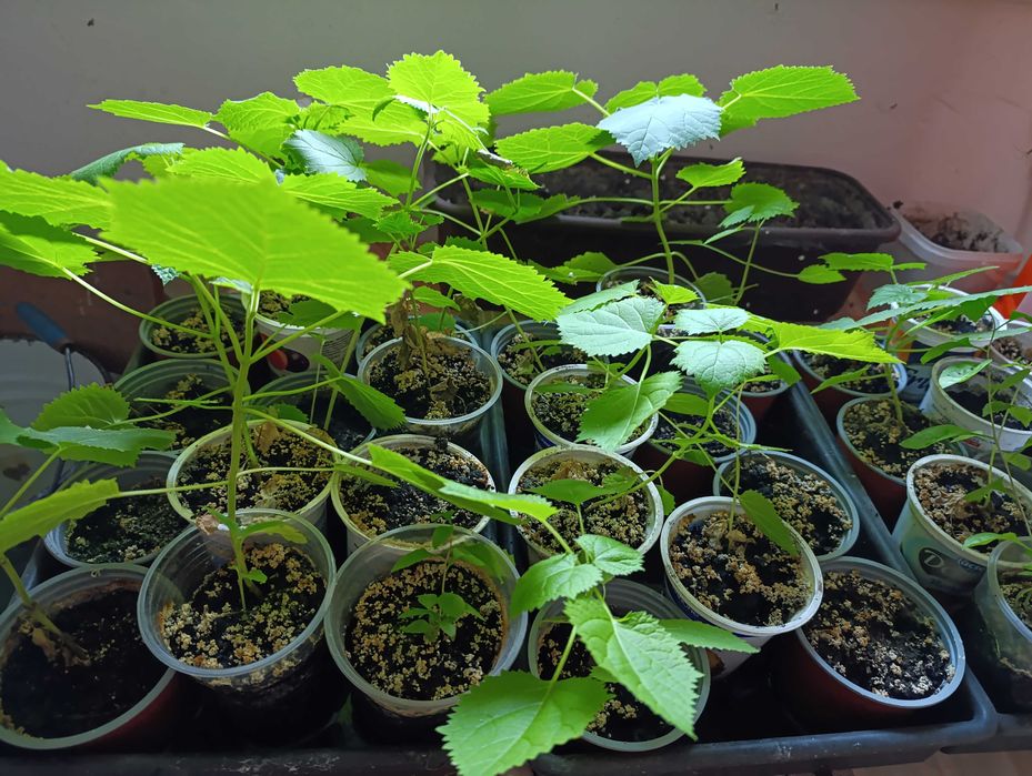 Продам павловнію Пао Тонг