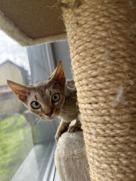 Slodki kocurek Devon Rex