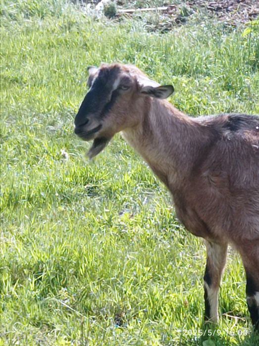 Koza anglonubijska 75% AN kotna, w ciąży