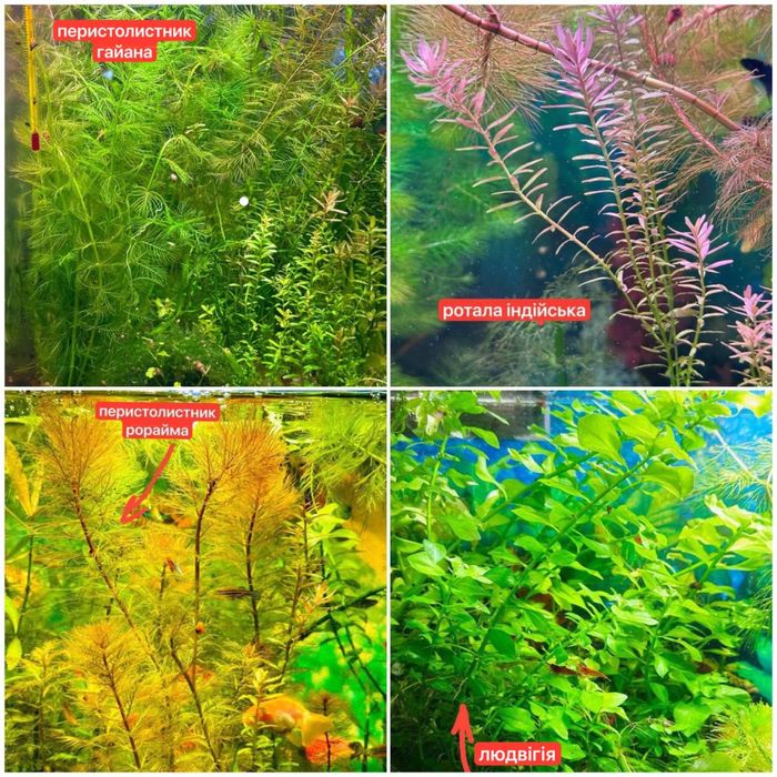Акваріумні рослини, рибки, креветки,равлики.Аквариумные растения,рыбки