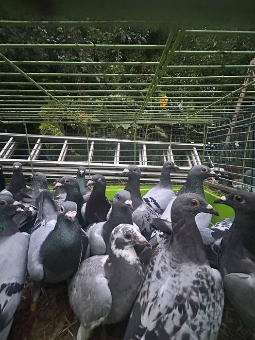 Gołębie śląskie okazji 100szt