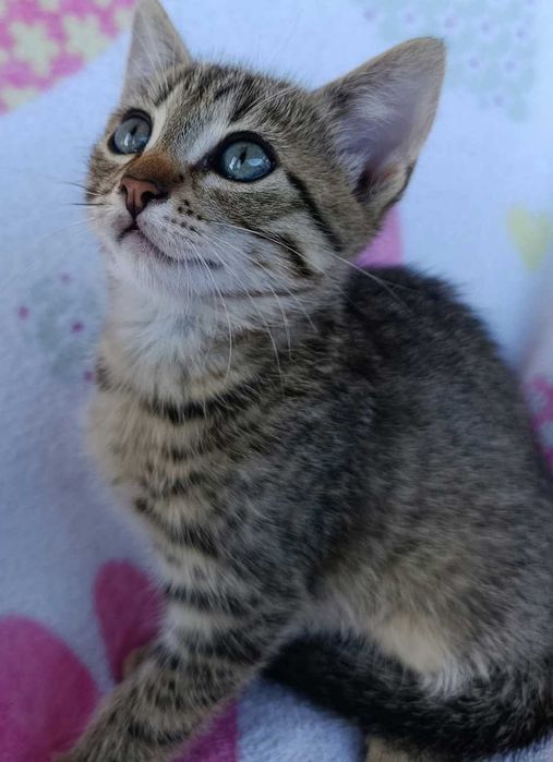 Kocurek do adopcji