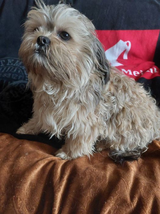 Прилаштовується в родину