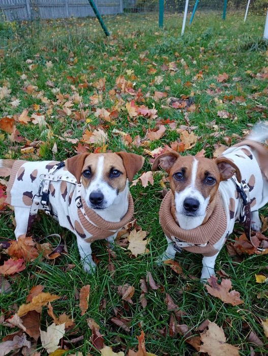 Jack russell terrier