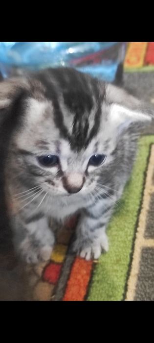 Кошенята метиси Египецька Мао і тато евідомий..