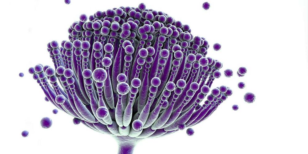 МікоГард Фокус Кормова добавка для адсорбції мікотоксинів Коудайс