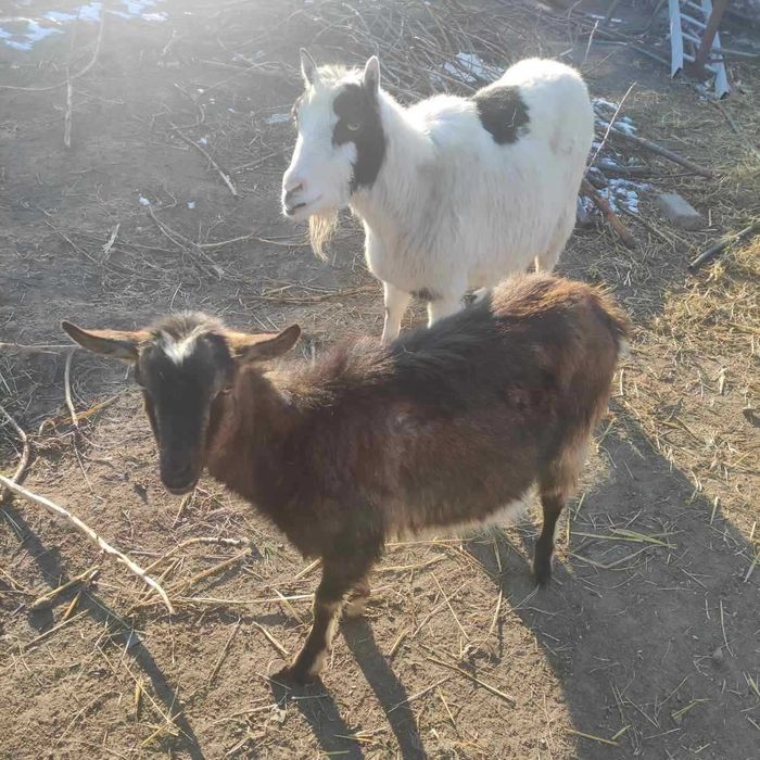 Козлята продаются от высокоудойной козы.