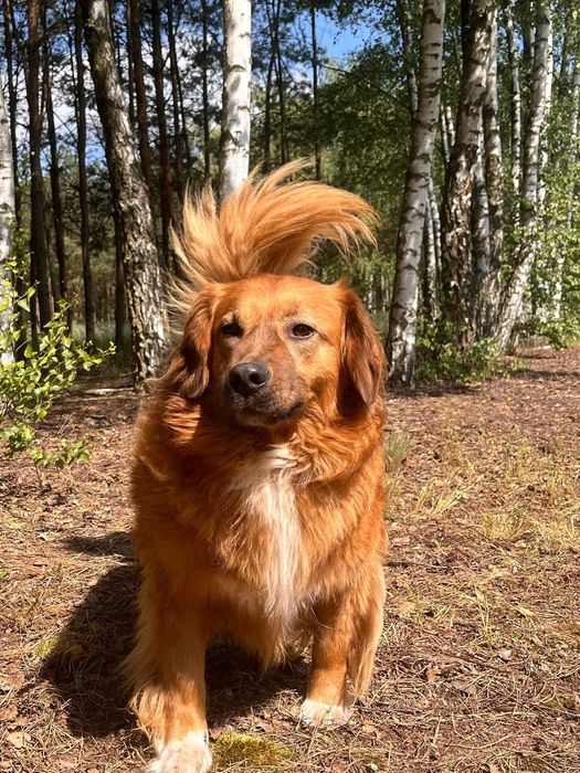 PUSZEK w schronisku w lututowie