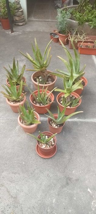 plantas e outras categorias