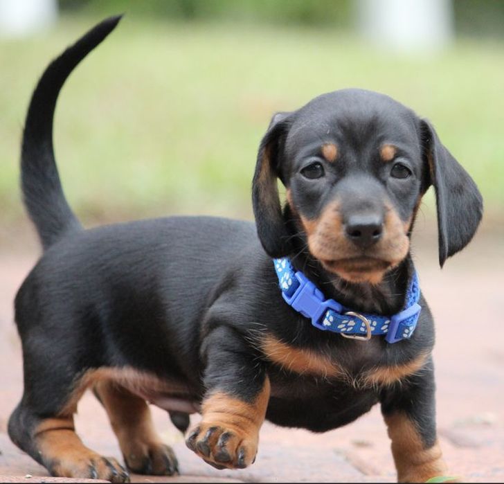 Блиск, витонченість і спокій — цуценята такси чорно-підпалого кольору