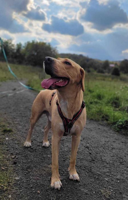 Zadbany, wychowany z jedną rodziną pies szuka doświadczonego domu