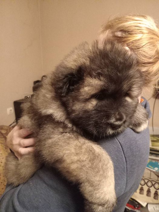 Цуценята кавказької вівчарки