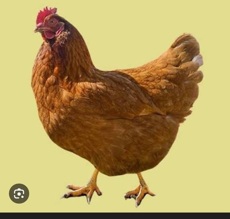 Інкубаційне яйце