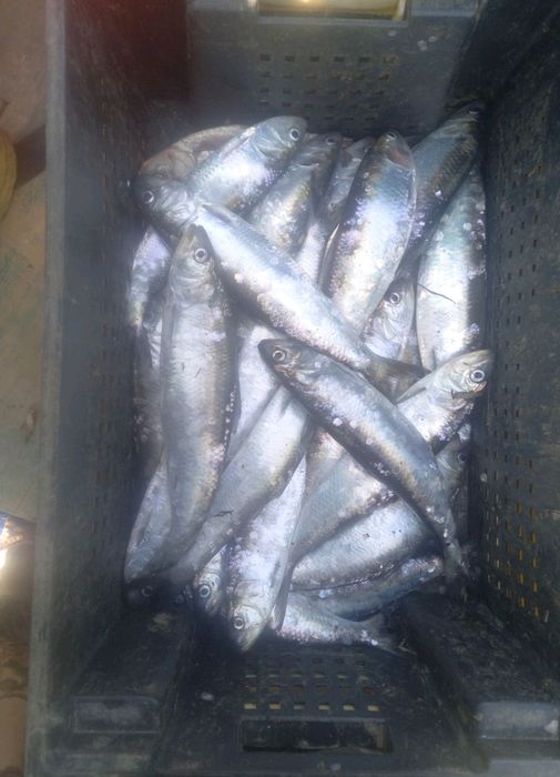 Селёдка дунайская( дунайка) 2026