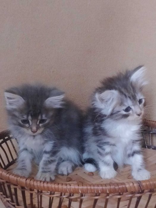 Сибірські кошенята