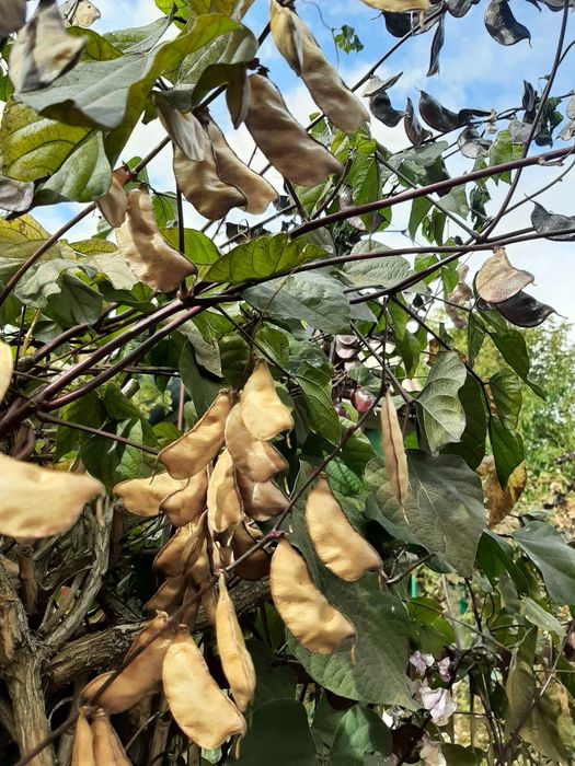 Доліхос(в'юнкий бузок), насіння.