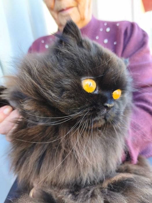 Gato persa para adoção responsável