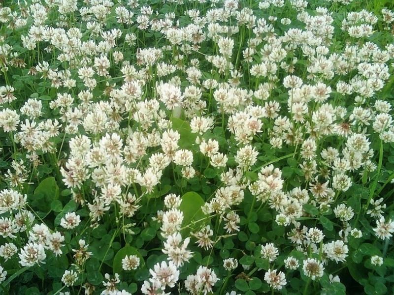 Конюшина біла лінивий газон клевер Рівенделл горішина