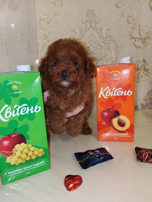 Пуделя Той Одесса ждёт Вас