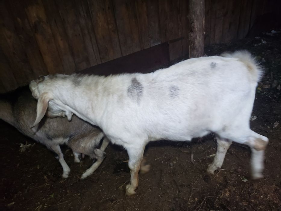 Цап на спарювання