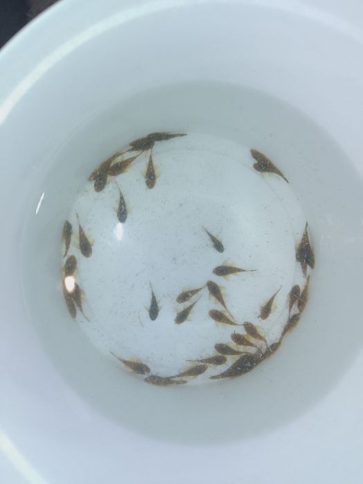 Сомики анцитруси