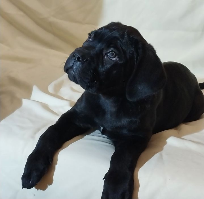 Щенки Кане Корсо!!!