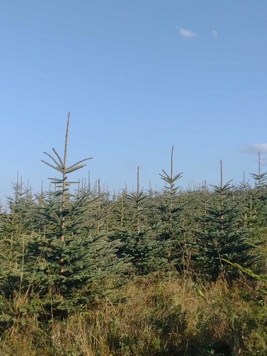 CHOINKI - ŚWIERK SREBRNY -  najtańsze w okolicy !!!