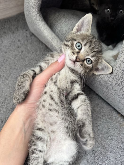 ‼️КОШЕНЯТА‼️(Київ,Київська область)